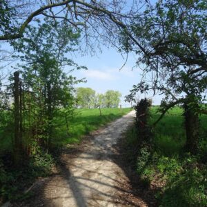 Bois du Gheer - bois de la Hutte Ploegsteert Comines