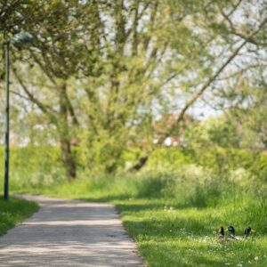 Canal Comines Ypres - Komen Ieper kanaal