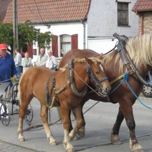 Fête des Moissons Comines-Warneton