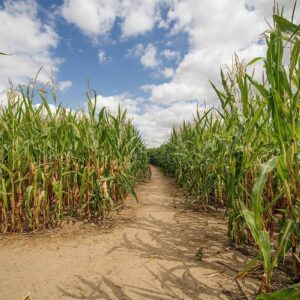 How'Labyrinthe jeu Labyrinthe maïs Ploegsteert Le Bizet Comines-Warneton Comines